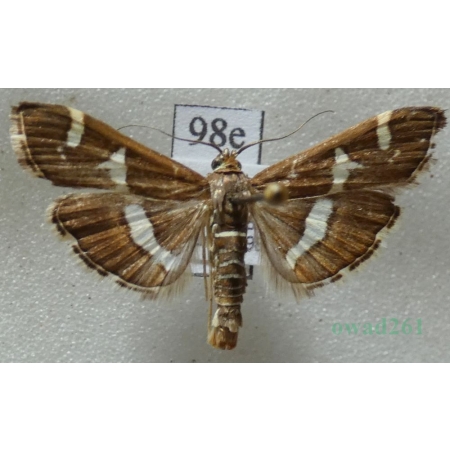 Spoladea recurvalis (Fabricius, 1775) Spain, Canary Is98e